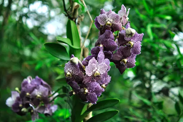 Orchidée violette dans la jungle — Photo