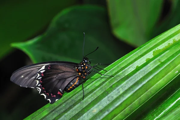 Yaprak üzerinde oturan siyah turuncu kelebek — Stok fotoğraf