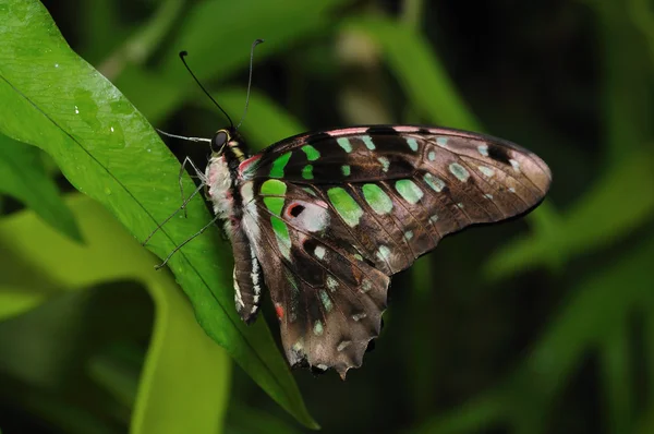 Farfalla verde nera sulla foglia — Foto Stock