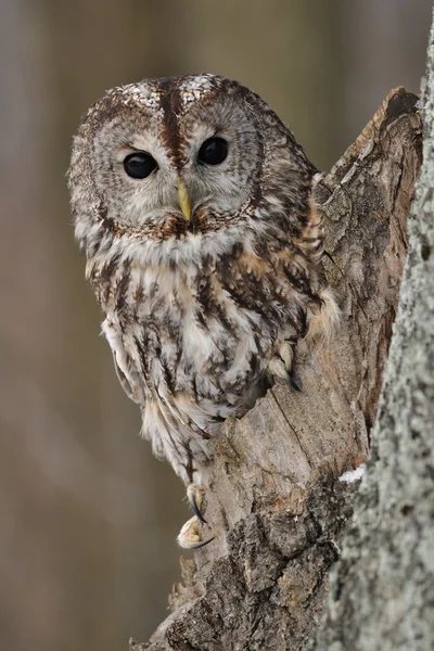 Tawny Coruja em árvore oca com fundo marrom — Fotografia de Stock