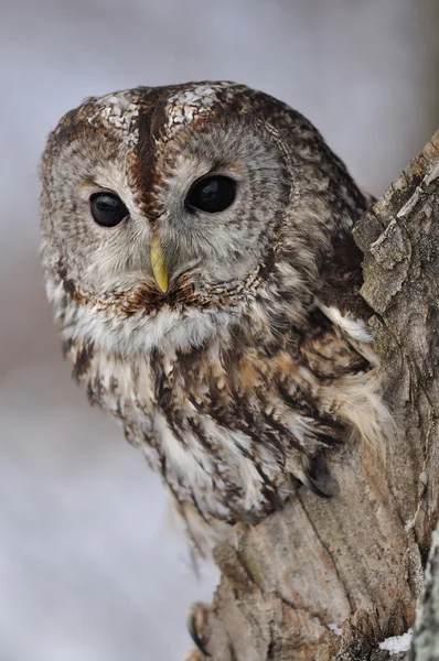 Tawny Coruja em árvore oca com fundo claro — Fotografia de Stock