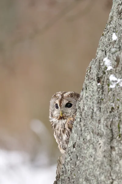 Gufo Tawny dietro l'albero con sfondo beige — Foto Stock