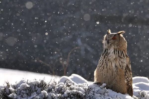 Eurasian Aquila Gufo seduto a terra quando nevica — Foto Stock