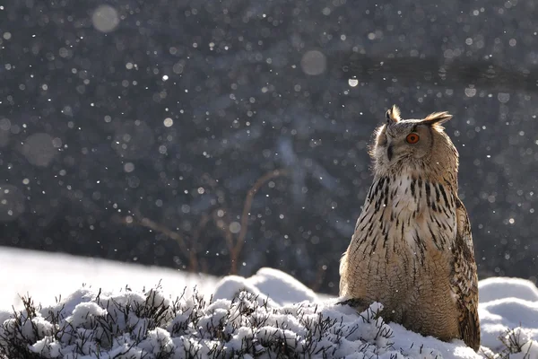 雪が降っているとき、地面に座っているユーラシアのワシフクロウ — ストック写真