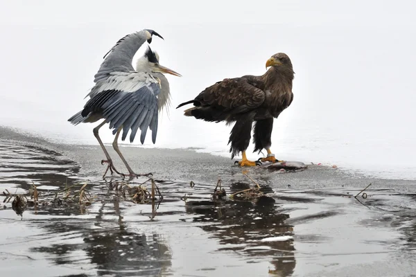 White-tailed Eagle with Grey Heron on boarder between ice and water — Stock Photo, Image