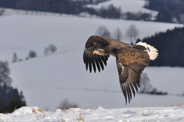 White-tailed Eagle flying above the ground — Stock Photo, Image