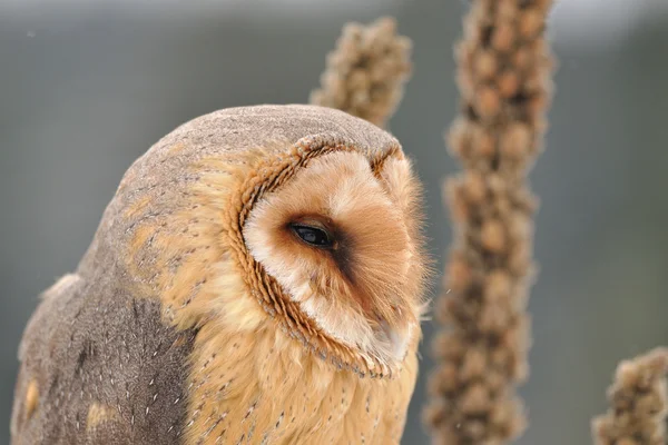 Barn owl face looking right with goldenrod — Stock Photo, Image