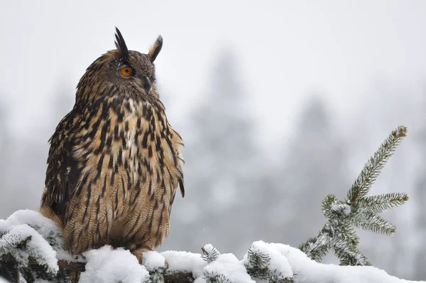 Búho águila euroasiática sentado en árbol de coníferas —  Fotos de Stock