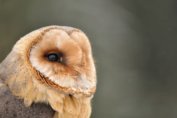 Kerkuil gezicht op zoek juiste — Stockfoto