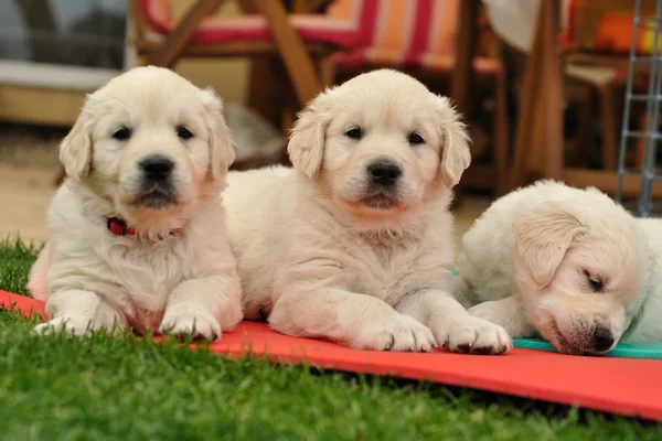 Three restin golden retriever puppies on garden — Stock Photo, Image