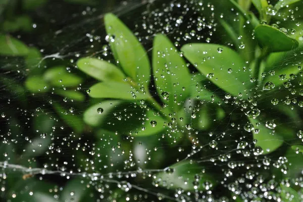 Nahaufnahme Spinnennetz mit Wassertropfen — Stockfoto