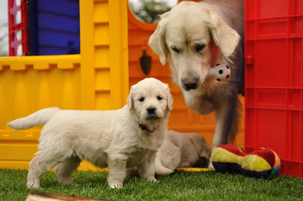 annesi ve oyuncaklar ile Golden retriever yavru