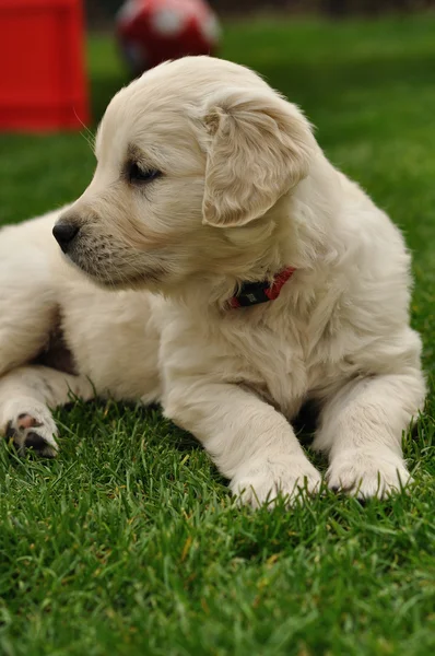 Golden retriever puppy on garden looking left — Stock Photo, Image