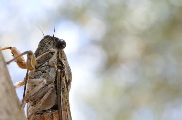 Ο Cicada στο δέντρο — Φωτογραφία Αρχείου