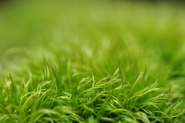 Musgo verde con fondo verde borroso — Foto de Stock