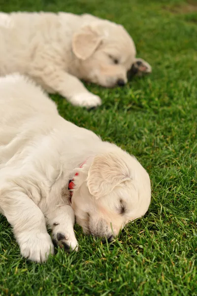 Twee slapende gouden retriever puppies — Stockfoto