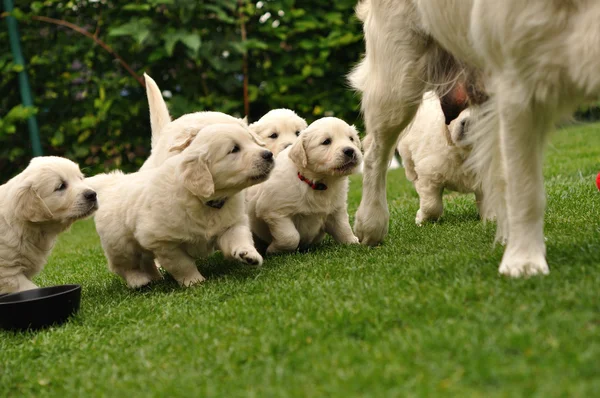 Filhotes de cachorro reunindo depois de sua mãe — Fotografia de Stock