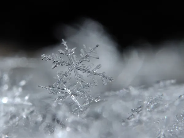 Sneeuwvlok detail — Stockfoto