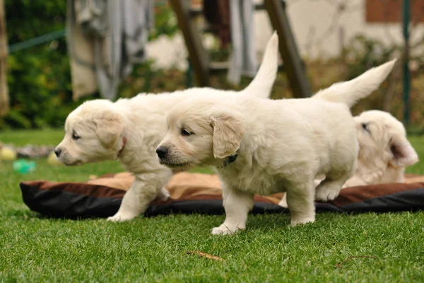 Golden retriever puppies in garden — Stock Photo, Image