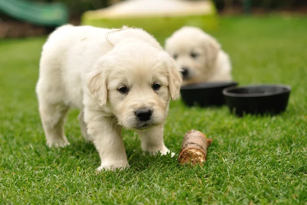 Curios puppy — Stock Photo, Image