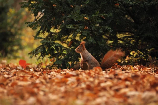 Ardilla en suelo otoñal con árbol sobre fondo — Foto de Stock