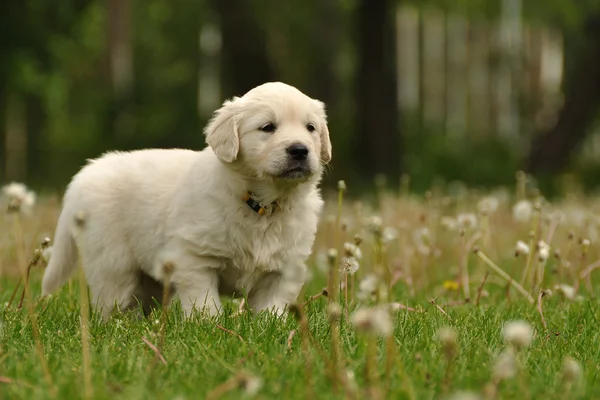 Golden retriever pup tussen paardebloemen — Stockfoto