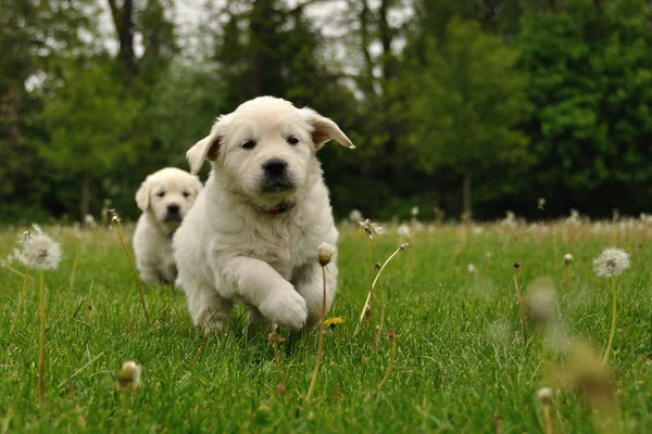 Golden retriever pup running buiten — Stockfoto