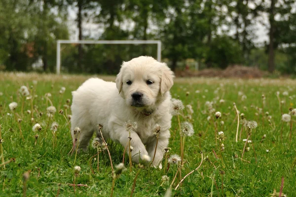 Golden retriever puppy between dandelions on soccer playground — Stok Foto