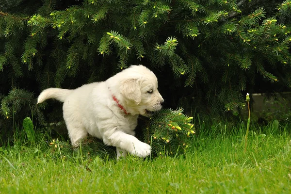 Golden retriever puppy playing with coniferous tree — Stock Photo, Image