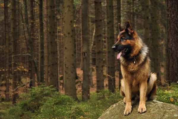 German shepard on rock in coniferous wood — Stock Photo, Image