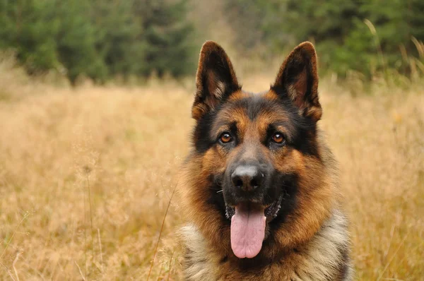 German shepard lying in yellow grass with coniferous wood in background — Stock Photo, Image