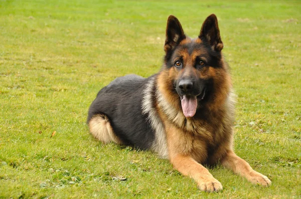 Closeup lying german shepard on green grass — Stock Photo, Image