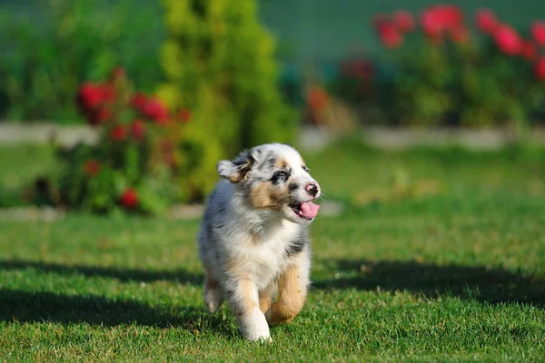 Avustralyalı çoban aussie köpek yavrusu