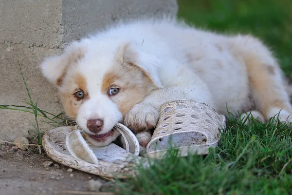 オージー オーストラリアン シェパードの子犬 — ストック写真