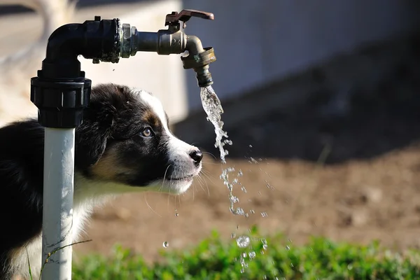 meraklı Avustralyalı çoban aussie köpek yavrusu