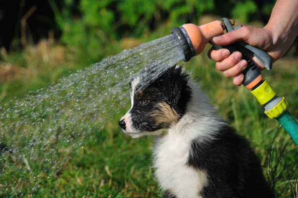 Wet Australian Shepherd aussie puppy — Stock Photo, Image