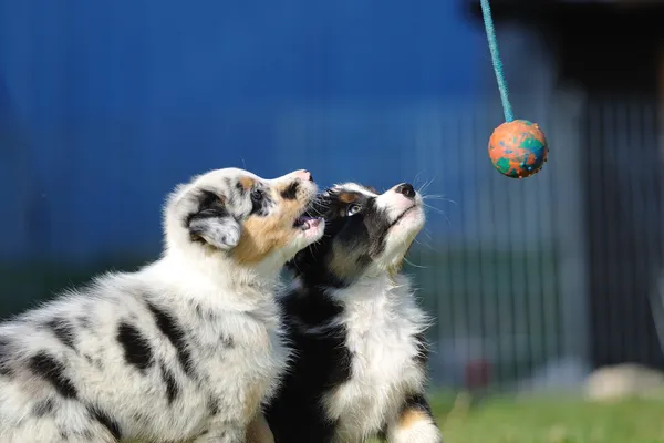 Cachorros australianos Shepherd aussie no jogo — Fotografia de Stock