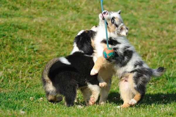 Australian Shepherd aussie cachorros brincando com brinquedo — Fotografia de Stock