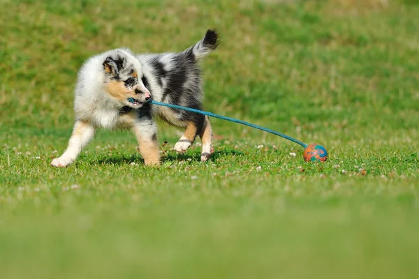 Australian Shepherd aussie catelus cu jucărie — Fotografie, imagine de stoc