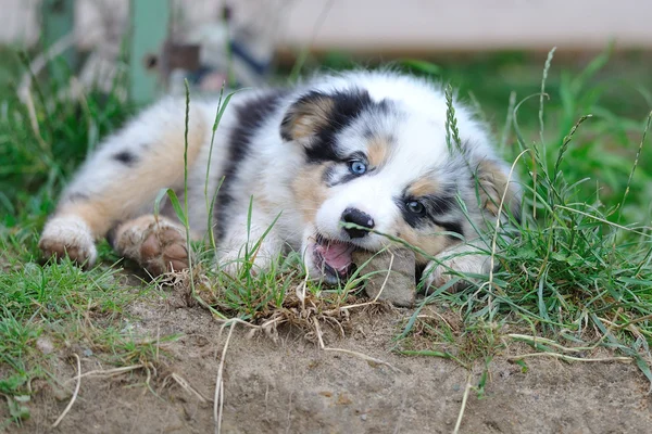 Avustralyalı çoban aussie köpek yavrusu çiğnemek taş — Stok fotoğraf