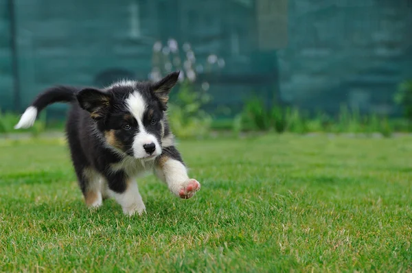 Australian Shepherd aussie puppy berlari di rumput — Stok Foto