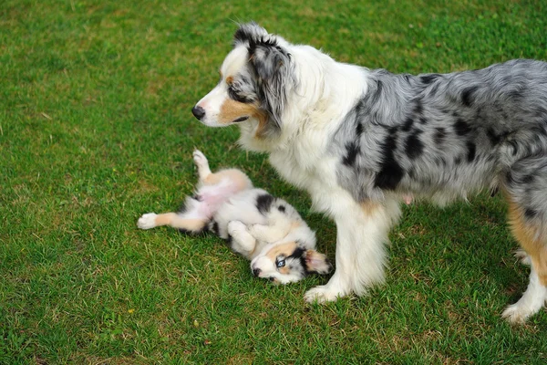 Australischer Schäferhund Aussie mit Welpe im Spiel — Stockfoto