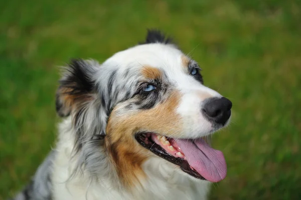 Australian Shepherd aussie — Stock Photo, Image