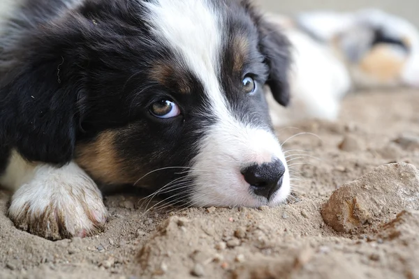 Tired Australian Shepherd aussie puppy — Stock Photo, Image