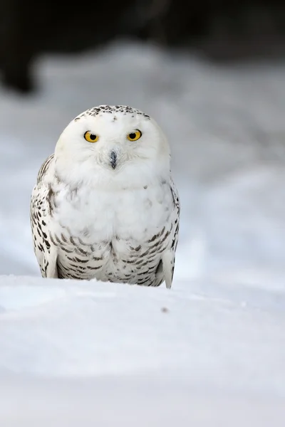 Snöuggla — Stockfoto