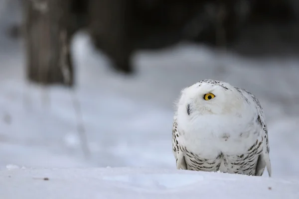 Chouette des neiges accroupie — Photo