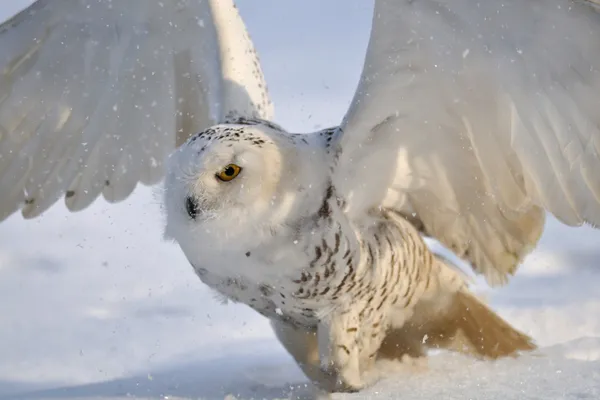 Snowy owl flap wings — Stock Photo, Image