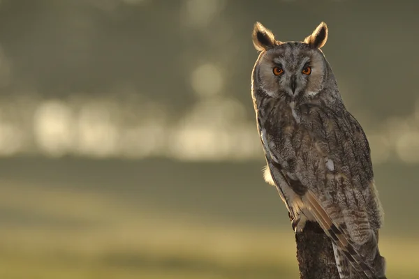 Long-eared Owl — Stock Photo, Image