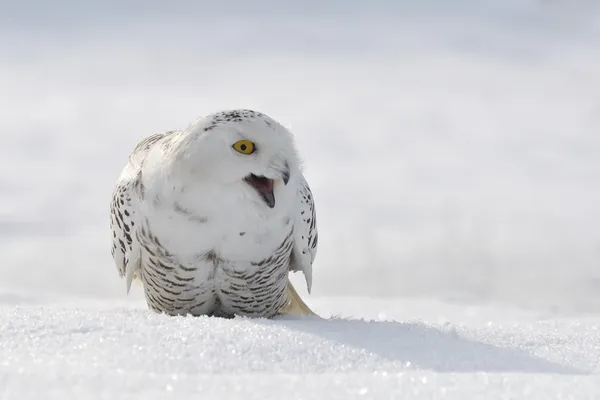 Gridando snowy owl — Zdjęcie stockowe