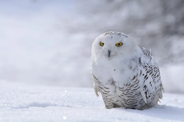 Fjälluggla som sitter på snön — Stockfoto